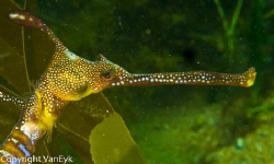Weedy sea dragon at Flinders pier by Bill Van Eyk 